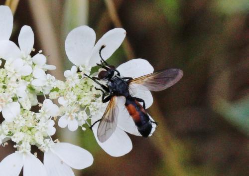 Réf. 185 041 : Cylindromyia sp.